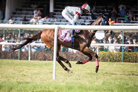 horse racing betting forum|thoroughbred racing forums.